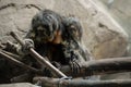 Saki Monkey Royalty Free Stock Photo