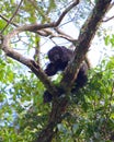 Saki Monkey 2