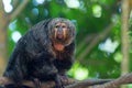 Saki Monkey Portrait