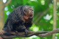 Saki Monkey Portrait Royalty Free Stock Photo