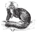Sakis or Saki monkey, vintage engraving