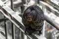 Sakis, or saki monkeys