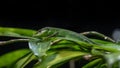 Sakishima Grass Lizard. Lives in Japan.