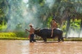 Farmer leading buffalo riding by a boy in rice farm