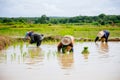 Sakon Nakhon, Thailand - July 9, 2019 : Farmer planting rice seedlings in a paddy field during the rainy season Royalty Free Stock Photo