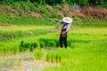 Sakon Nakhon, Thailand - July 9, 2019 : Farmer planting rice seedlings in a paddy field during the rainy season Royalty Free Stock Photo