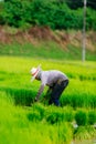 Sakon Nakhon, Thailand - July 9, 2019 : Farmer planting rice seedlings in a paddy field during the rainy season Royalty Free Stock Photo