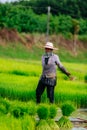 Sakon Nakhon, Thailand - July 9, 2019 : Farmer planting rice seedlings in a paddy field during the rainy season Royalty Free Stock Photo