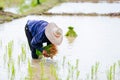 Sakon Nakhon, Thailand - July 9, 2019 : Farmer planting rice seedlings in a paddy field during the rainy season Royalty Free Stock Photo