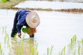 Sakon Nakhon, Thailand - July 9, 2019 : Farmer planting rice seedlings in a paddy field during the rainy season Royalty Free Stock Photo