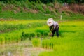 Sakon Nakhon, Thailand - July 9, 2019 : Farmer planting rice seedlings in a paddy field during the rainy season Royalty Free Stock Photo