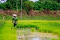 Sakon Nakhon, Thailand - July 9, 2019 : Farmer planting rice seedlings in a paddy field during the rainy season Royalty Free Stock Photo