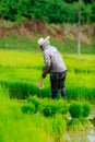 Sakon Nakhon, Thailand - July 9, 2019 : Farmer planting rice seedlings in a paddy field during the rainy season Royalty Free Stock Photo