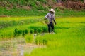 Sakon Nakhon, Thailand - July 9, 2019 : Farmer planting rice seedlings in a paddy field during the rainy season Royalty Free Stock Photo