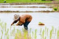 Sakon Nakhon, Thailand - July 9, 2019 : Farmer planting rice seedlings in a paddy field during the rainy season Royalty Free Stock Photo