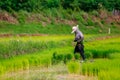 Sakon Nakhon, Thailand - July 9, 2019 : Farmer planting rice seedlings in a paddy field Royalty Free Stock Photo