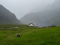 Saksun. View over green fields, sheep gazing in the pasture and white church in the background