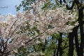 sakura Accolade in bloom in April Royalty Free Stock Photo