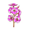 Sakura Asian Blooming Tree Element Color Vector