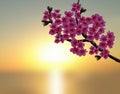 Sakura in the background of a beautiful sunset. A lush curved branch of a blossoming cherry tree with purple flowers and Royalty Free Stock Photo