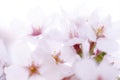 Cherry blossom background, Japanese image message card