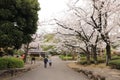 Sakura background with romantic couples, Spring in Japan, Sakura flower in Japan