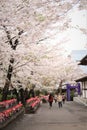 Sakura background with romantic couples, Spring in Japan, Sakura flower in Japan Royalty Free Stock Photo