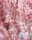 Sakura. beautiful cherry blossom