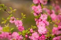 Sakura, beautiful cherry blossom in springtime. Close up spring Pink cherry flowers background Royalty Free Stock Photo