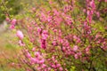 Sakura, beautiful cherry blossom in springtime. Close up spring Pink cherry flowers background Royalty Free Stock Photo