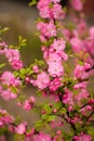 Sakura, beautiful cherry blossom in springtime. Close up spring Pink cherry flowers background Royalty Free Stock Photo
