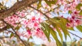 Sakura Beautiful Flower