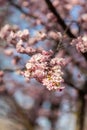 Sakura. beautiful pink cherry blossom in springtime