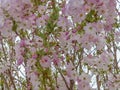 Sakura. Beautiful spring cherry blossom landscape. A tree befor my window. Background