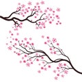 Sakura Beauty flower Vector icon