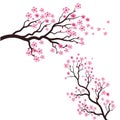 Sakura Beauty flower Vector icon