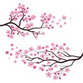 Sakura Beauty flower Vector icon