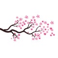 Sakura Beauty flower Vector icon