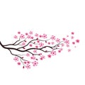 Sakura Beauty flower Vector icon