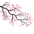 Sakura Beauty flower Vector icon