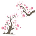 Sakura Beauty flower Vector icon illustration design