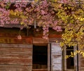 sakura behind the roof