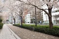 Sakura and bicycle background, Spring in Japan, Sakura flower in Japan Royalty Free Stock Photo