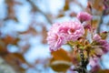 Sakura bloom. Blossoming sakura flowers. Close-up of a Japanese cherry blossom. Beautiful flowers. Selective focus