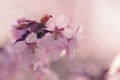 sakura in bloom close up photo, toned photo