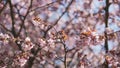 Sakura in bloom in sunny spring day Royalty Free Stock Photo