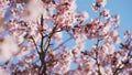 Sakura in bloom in sunny spring day Royalty Free Stock Photo