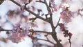 Sakura in bloom in sunny spring day Royalty Free Stock Photo