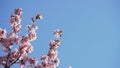 Sakura in bloom in sunny spring day Royalty Free Stock Photo