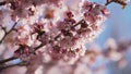 Sakura in bloom in sunny spring day Royalty Free Stock Photo